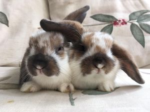 . Violet & Pepper .