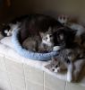 . Sherris Rosebud and siblings .