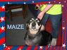 MAIZE