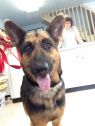 . Ellie-ADOPTION PENDING .