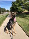. Ellie-ADOPTION PENDING .