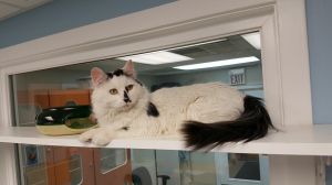 . Tuffy has the fluffiest tail in the shelter! .