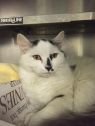 . Tuffy has the fluffiest tail in the shelter! .