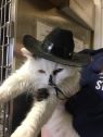 . Tuffy has the fluffiest tail in the shelter! .