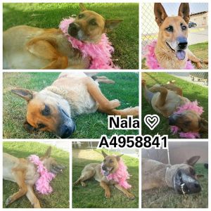 . Nala .