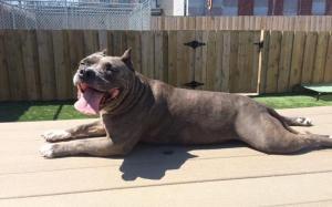 . Moosette--Adorable Hippo with a Sponsored Adoption Fee! .