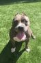 . Moosette--Adorable Hippo with a Sponsored Adoption Fee! .