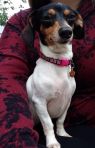 LOLA