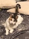 Opal A032324