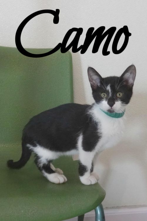 . Camo .
