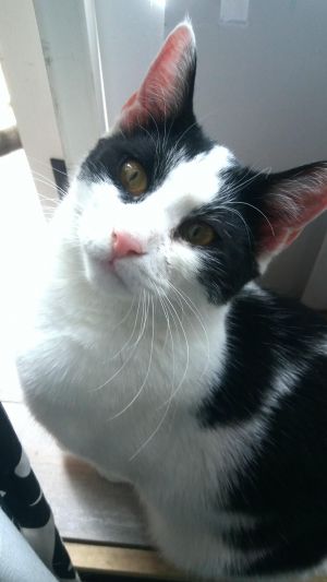 . Bat Cat .