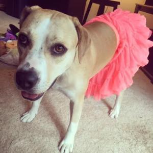 . Amanda Hugginkiss--Kid Friendly Belly Rub Lovin' Dog! .