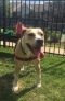 . Amanda Hugginkiss--Kid Friendly Belly Rub Lovin' Dog! .