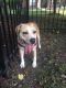 . Amanda Hugginkiss--Kid Friendly Belly Rub Lovin' Dog! .