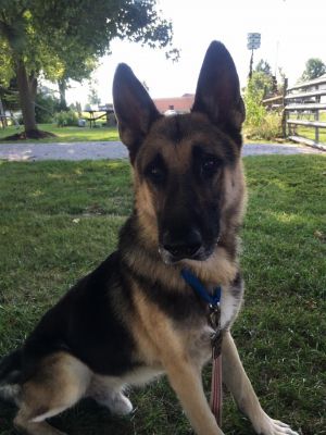 Serendipity German Shepherd Dog Rescue Serendipity German Shepherd Dog Rescue