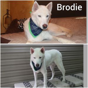 . Bryce and Broadie .