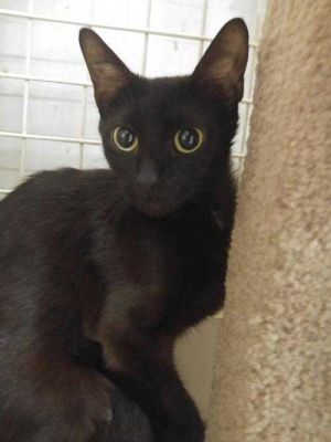 . Neera....abandoned in apartment .