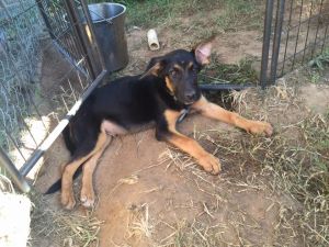 . Desi-ADOPTION PENDING!! .