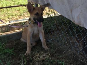 . Lucy-PENDING ADOPTION .