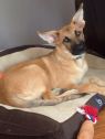 . Lucy-PENDING ADOPTION .