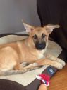 . Lucy-PENDING ADOPTION .