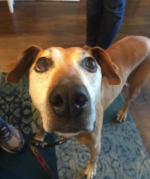. Possum--The Sweetest Senior to Ever Exist! .