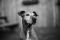 . Possum--The Sweetest Senior to Ever Exist! .