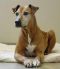 . Possum--The Sweetest Senior to Ever Exist! .