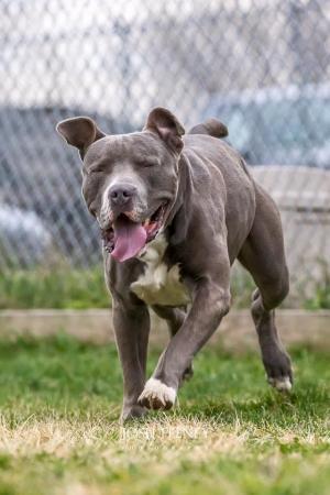 . Dozer--Crooked toothed, banana loving, snuggle extraordinaire! .