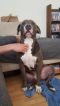 . Dozer--Crooked toothed, banana loving, snuggle extraordinaire! .