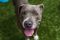 . Dozer--Crooked toothed, banana loving, snuggle extraordinaire! .