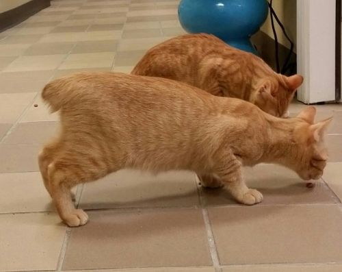 . Piper & Scooter - manx .