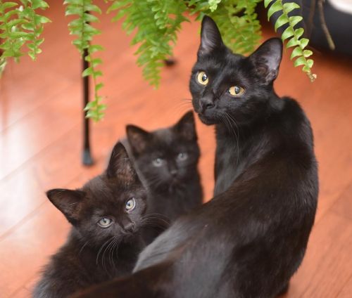 . Buttons & Leona - Lorri! .