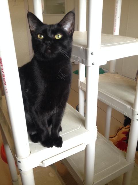 . Widget .