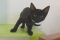 . Widget .