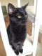 . Widget .