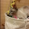 . Luna - Special !! .
