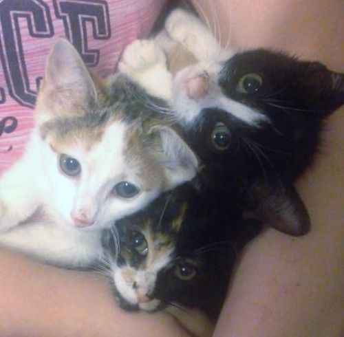 . Nya, Liffan, and Trapper - Dawns .