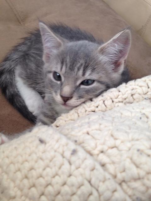 . Bella - michelles girl .