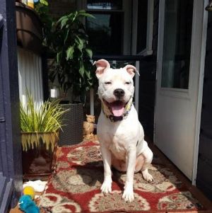 . Sasha---Dog and Cat Friendly! .