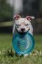 . Sasha---Dog and Cat Friendly! .