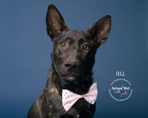 . Gil .