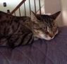 . Calliope (Callie) - must be an ONLY kitty - COURTESY POST .
