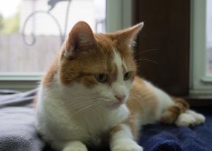 . Momma@All Creatures Animal Hospital .