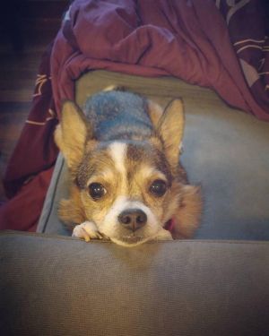 . Hazel--I'm an Adoption Center Dog! .