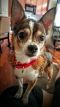 . Hazel--I'm an Adoption Center Dog! .