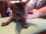 . Hodkins (Semi feral) .