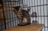 . Hodkins (Semi feral) .