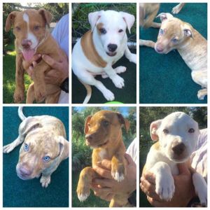 . Puppies .