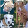 . Puppies .